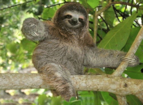 Sloth (USA-2) : Party Goin' on Up Here.